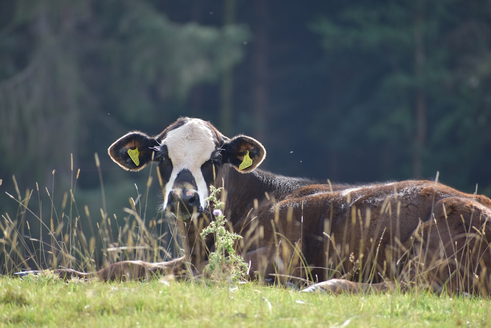 a couple of cows stand in a grassy field
