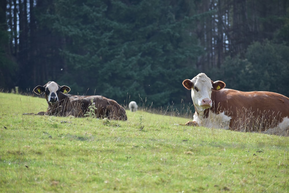 cows laying in the grass