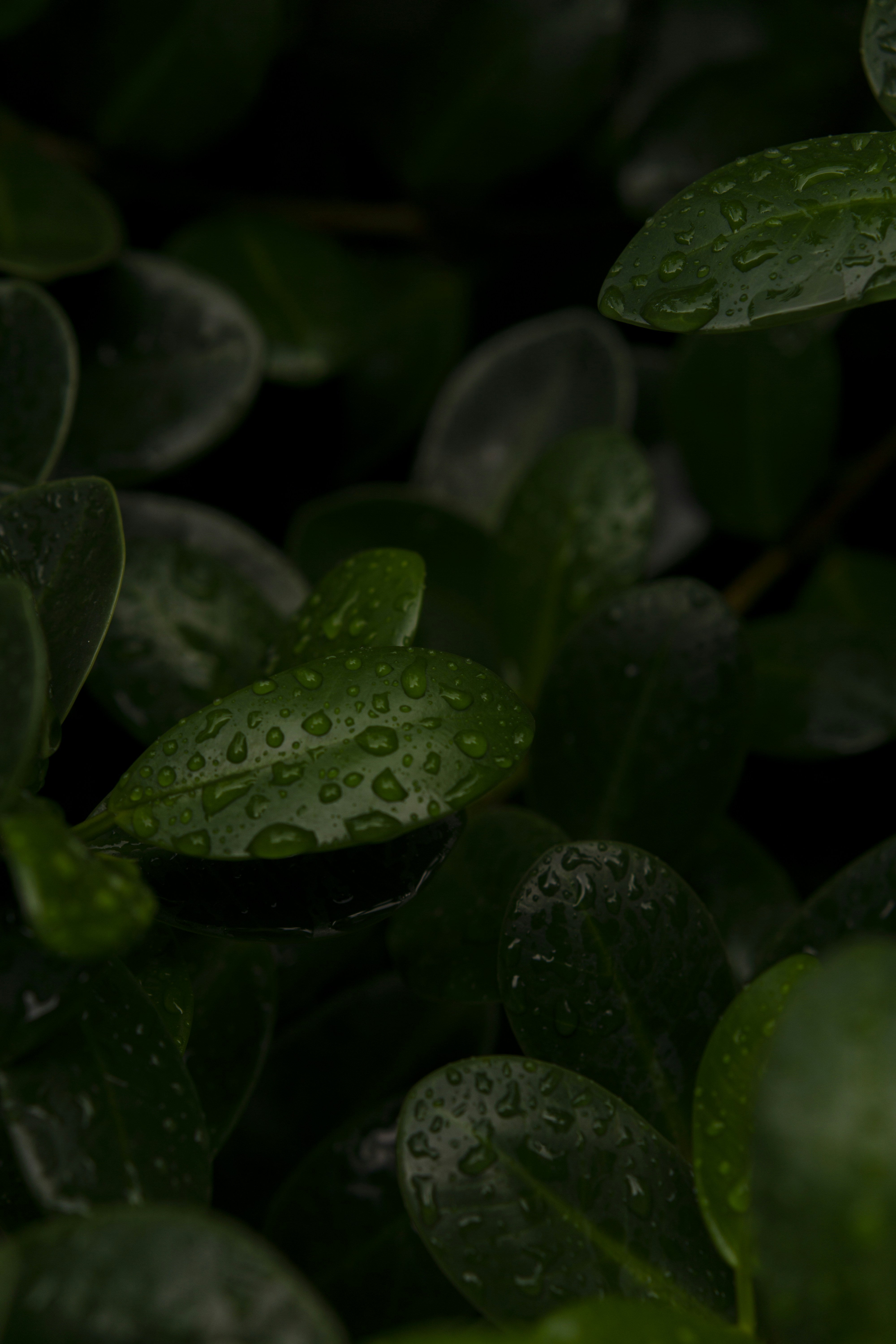 Photo by miguelphoto