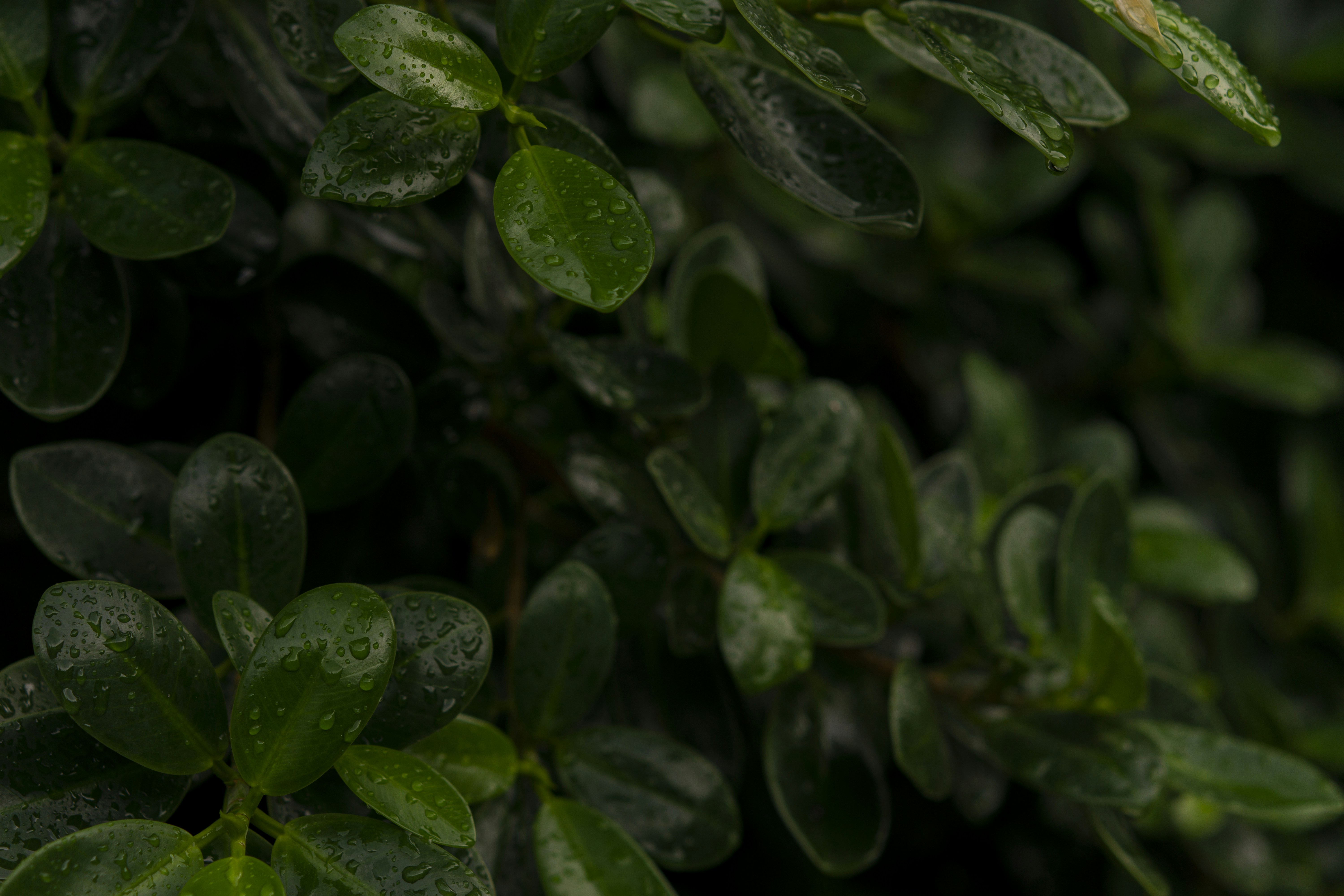 Photo by miguelphoto