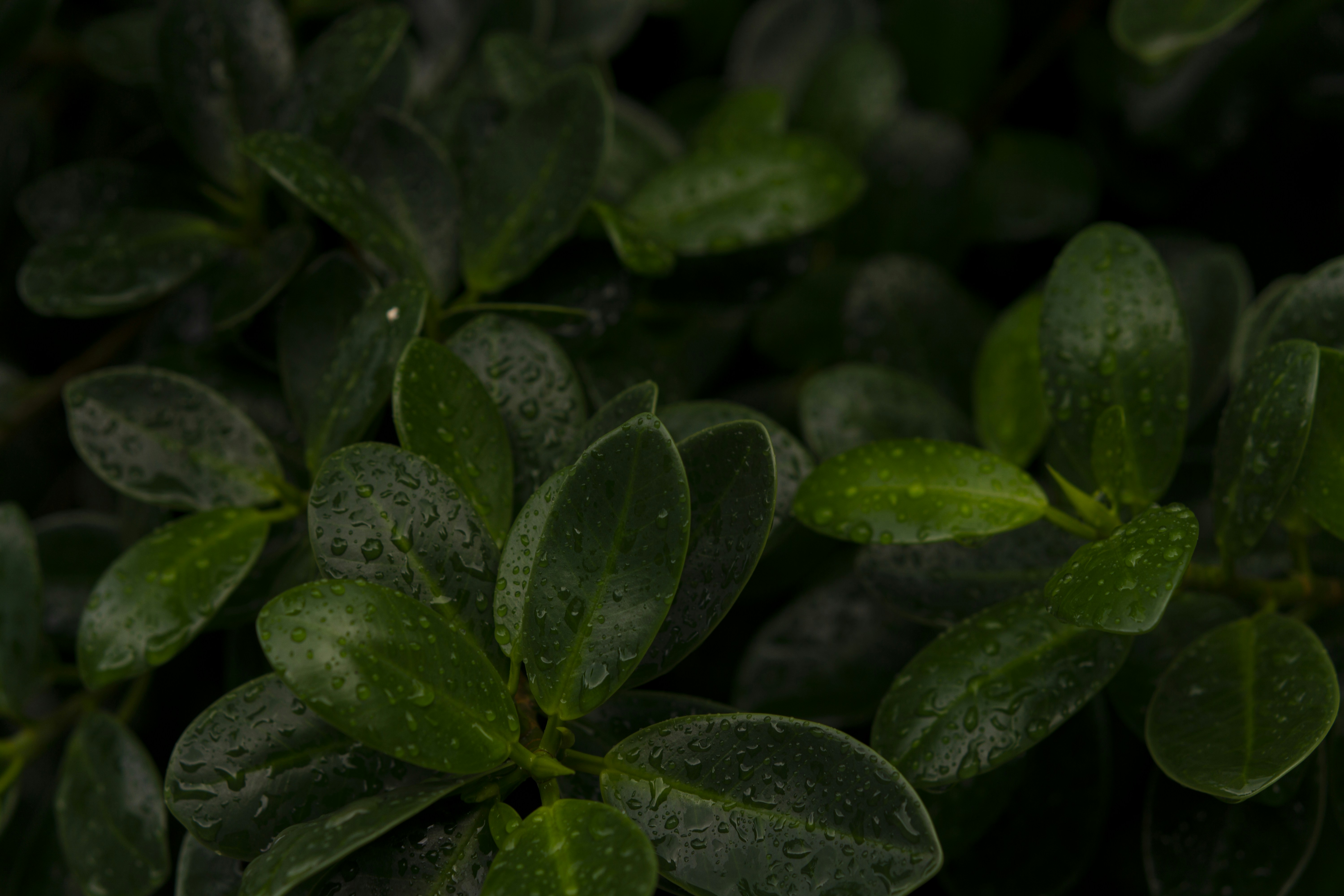 Photo by miguelphoto