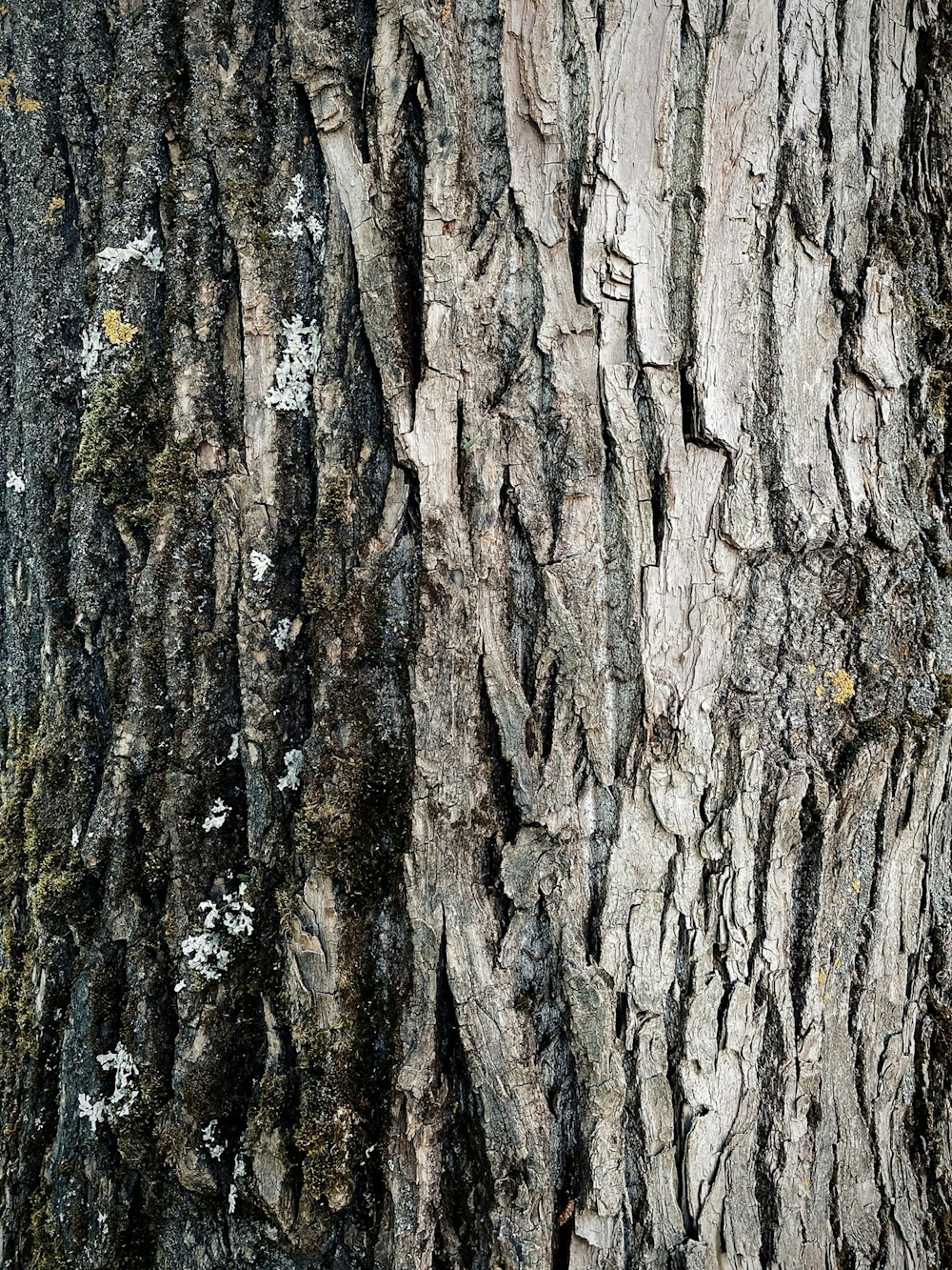 a close up of a tree trunk