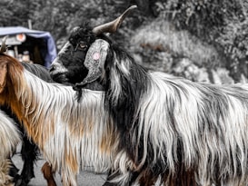 A goat with long, shaggy, black and white fur stands facing left. Its prominent horns curve backward, and it sports a decorative tag on one ear. The background is blurred, hinting at a natural or outdoor setting.