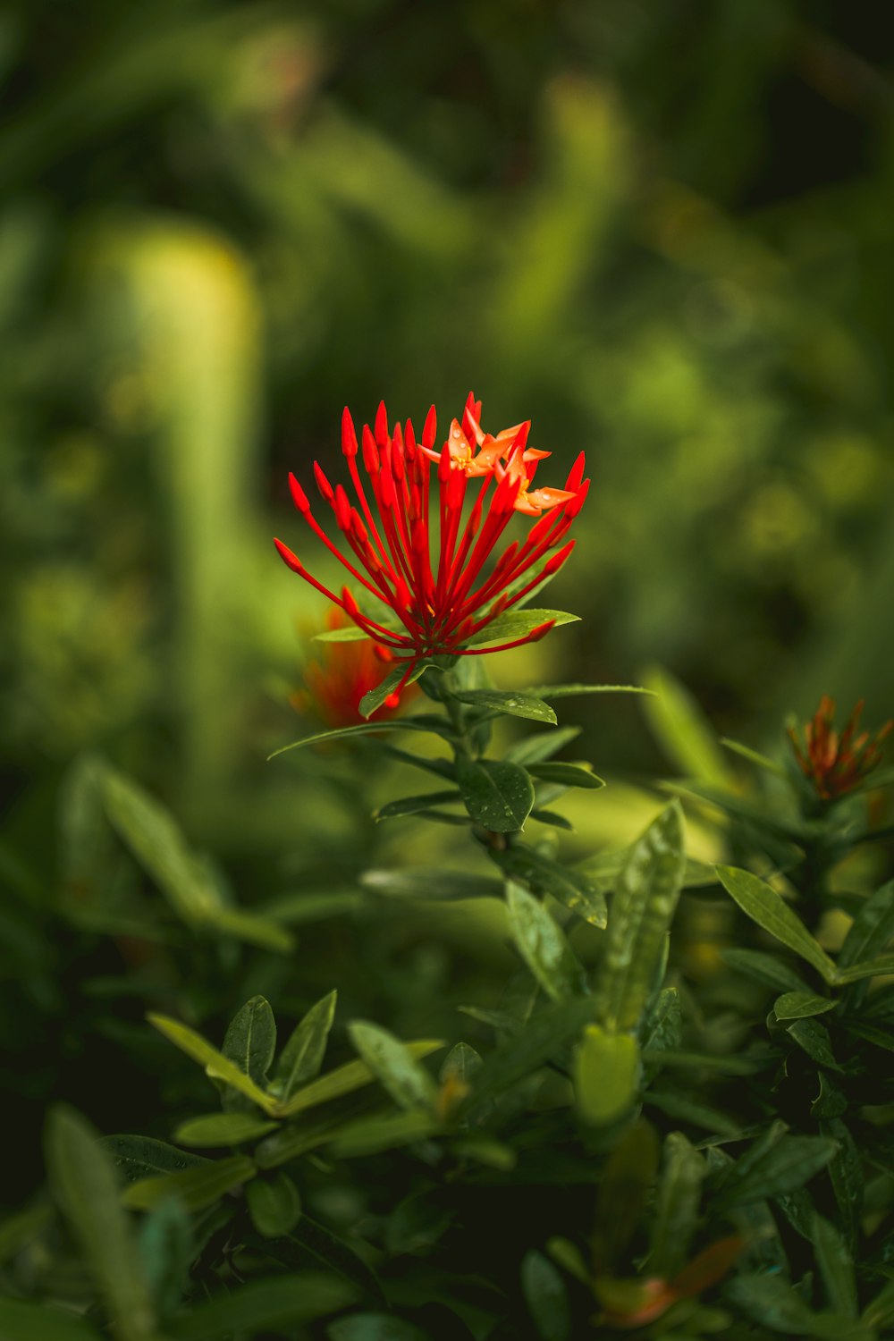 a red flower on a plant
