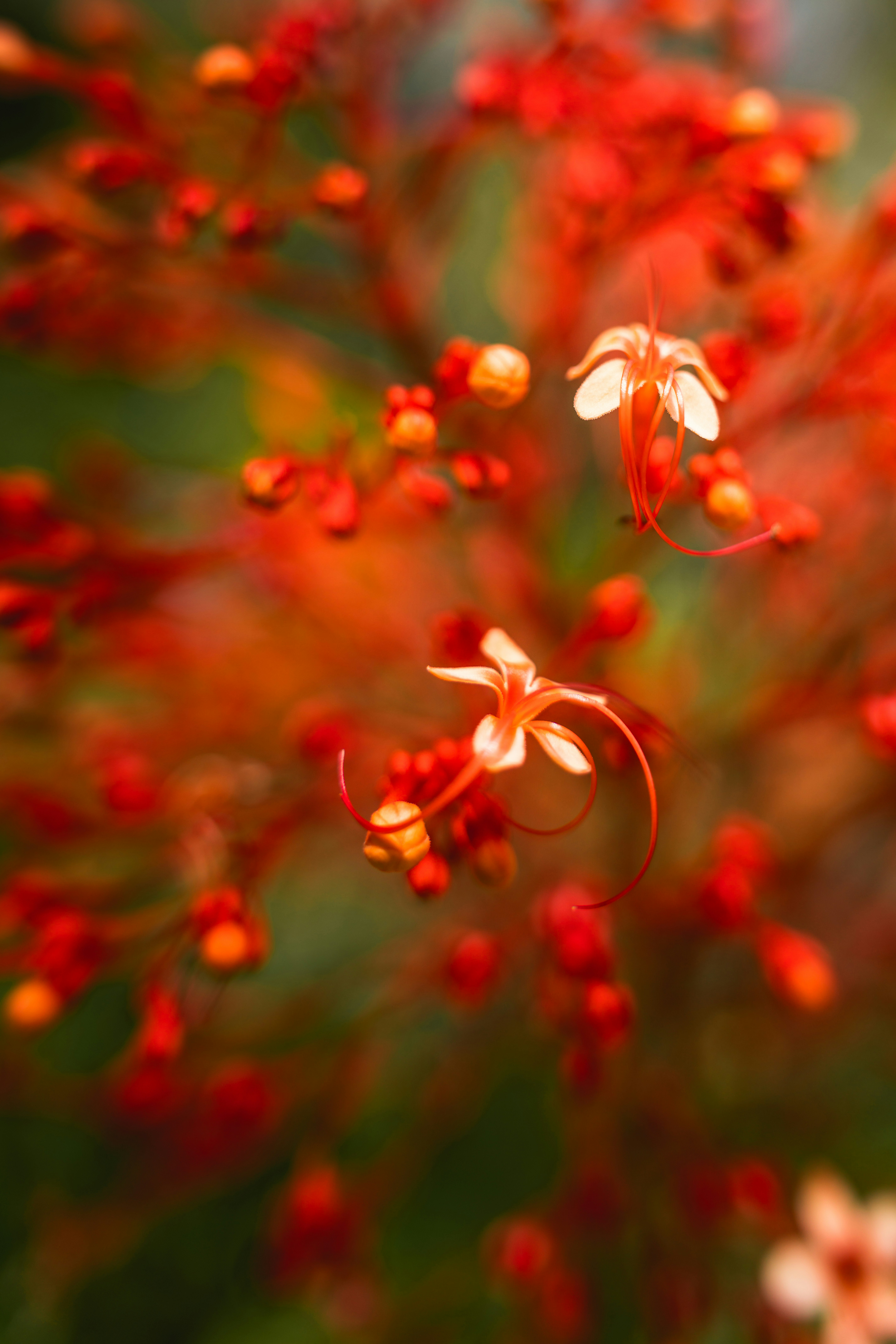 a close up of a plant