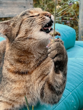 A happy cat enjoying fresh grass from the growing kit.