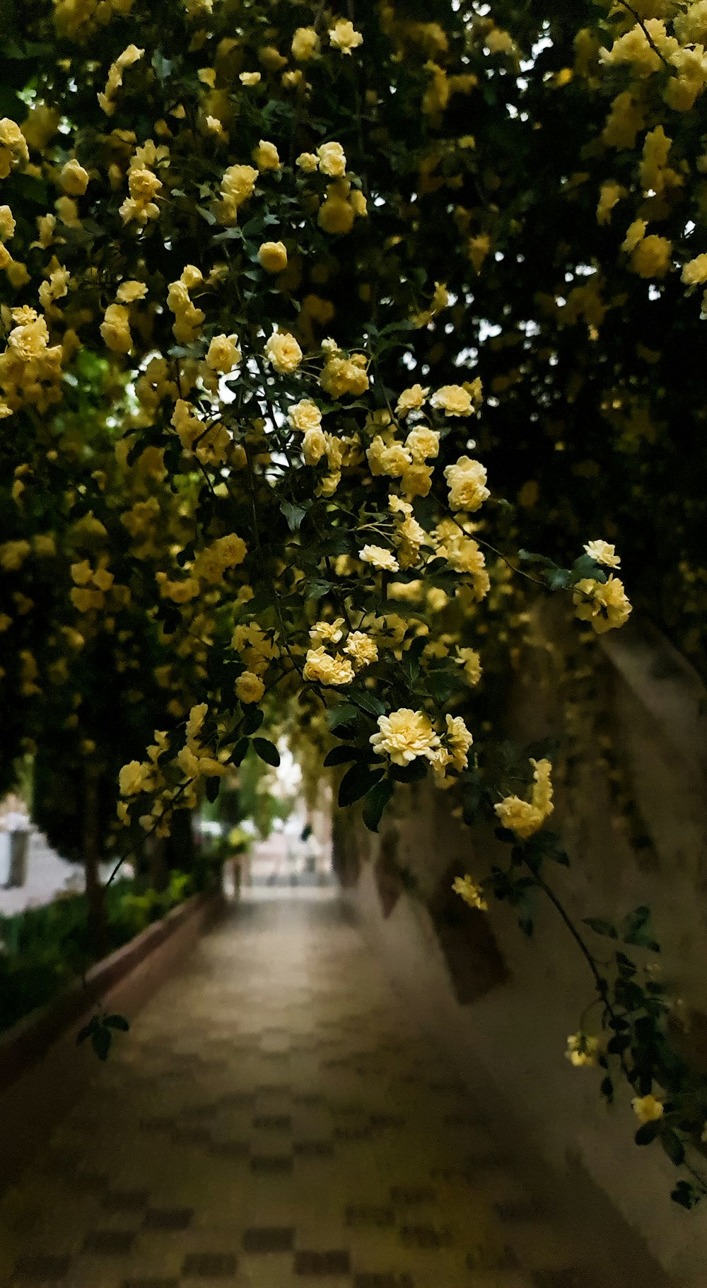 a path with yellow flowers