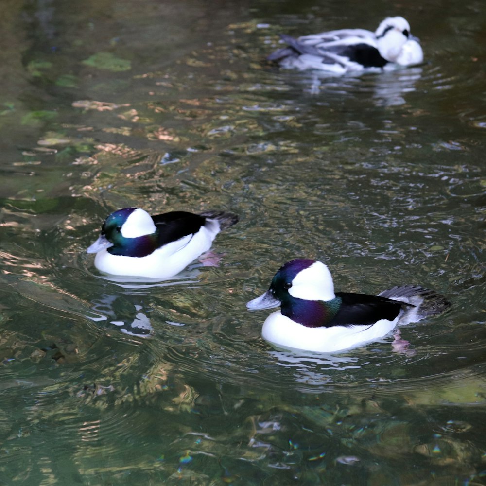 a group of ducks swimming in a pond