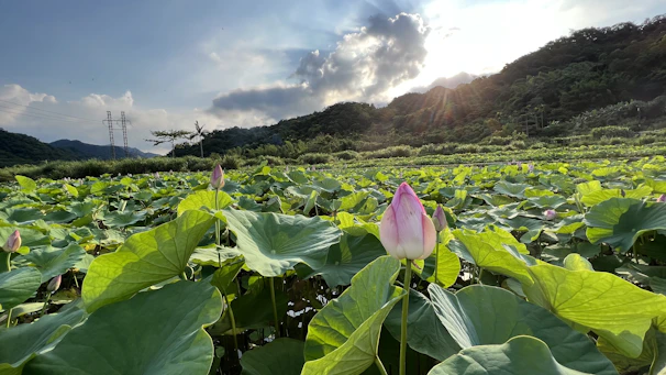 Close-up of a vibrant lotus pond with harvesters gathering fresh makhana seeds under soft morning light