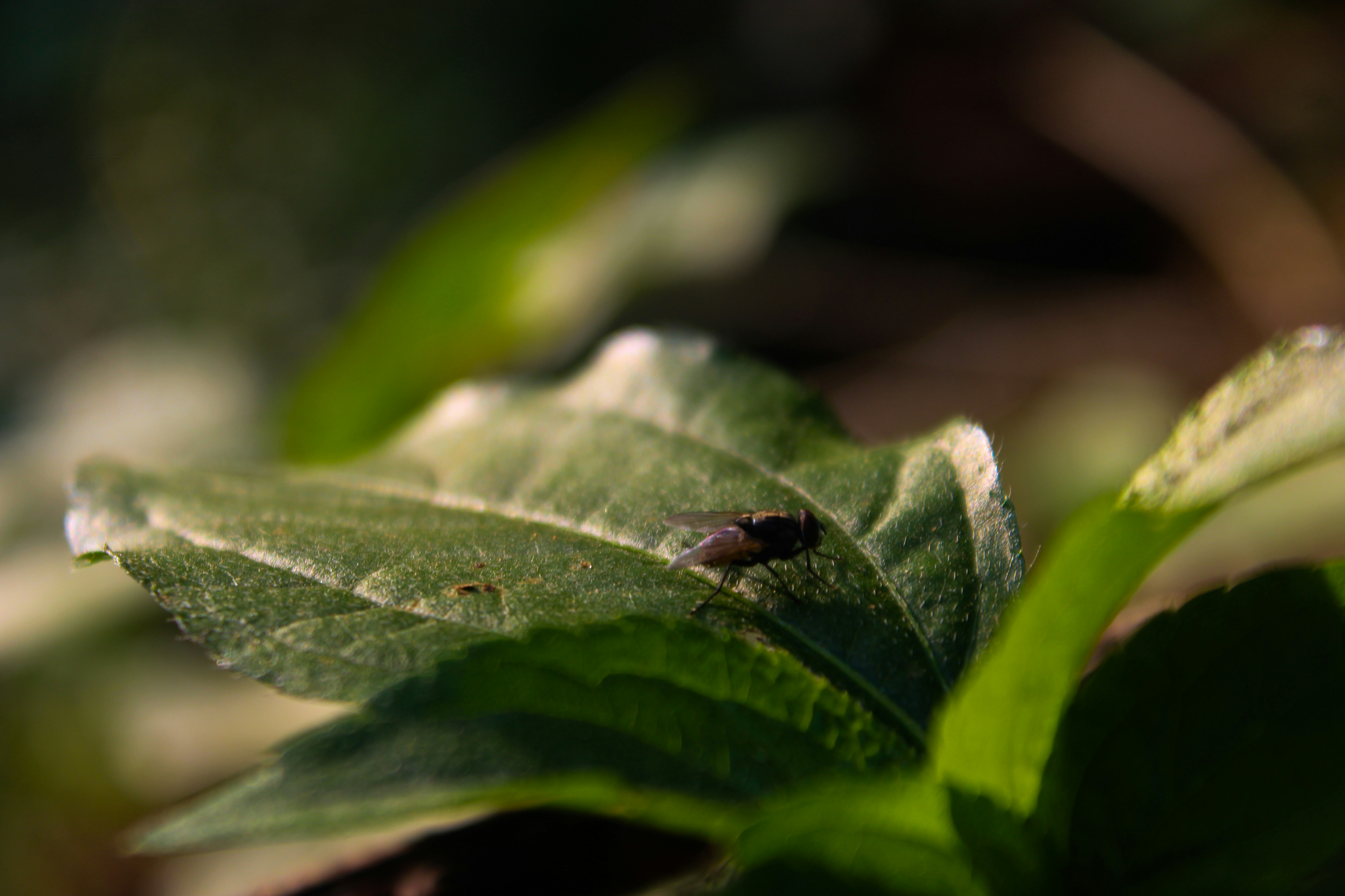 a small insect on a leaf