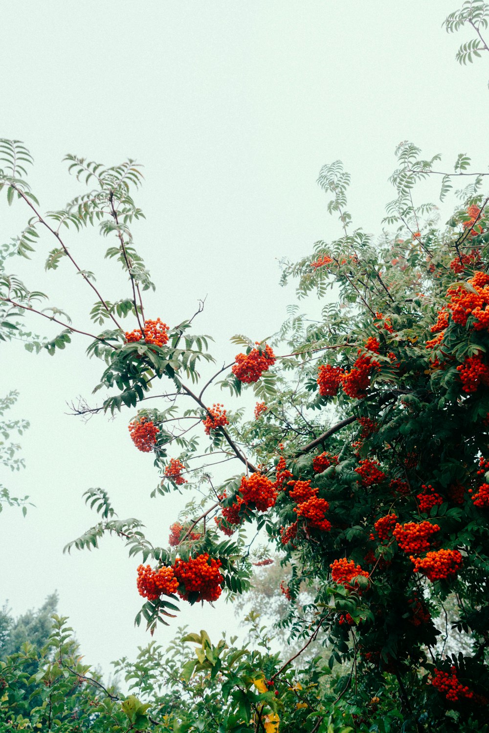 a tree with red flowers