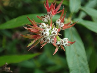 A close-up of a plant with small white and brown buds surrounded by pointed red and green leaves. The background consists of green foliage, giving a natural and serene setting.