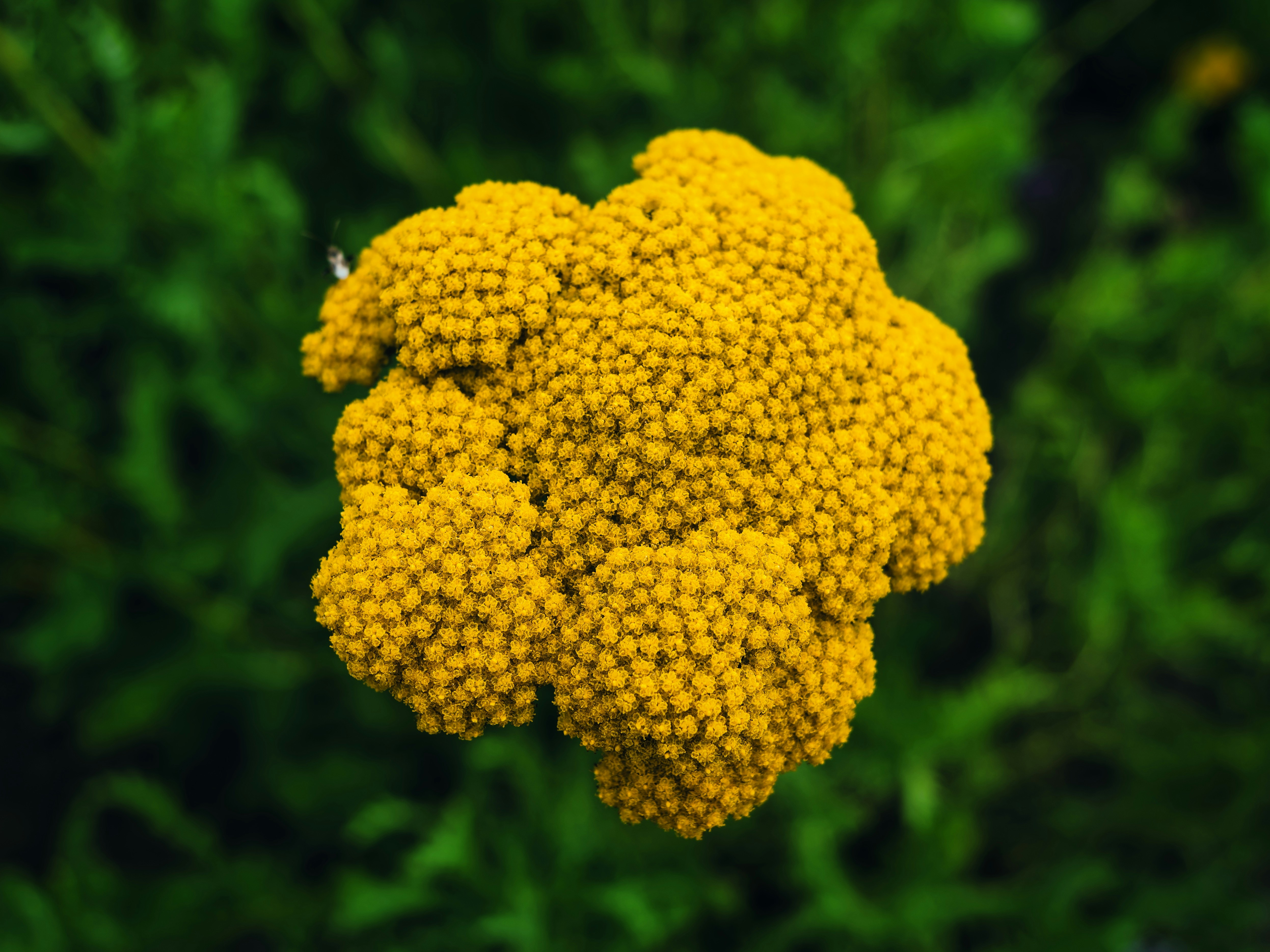 a close up of a plant