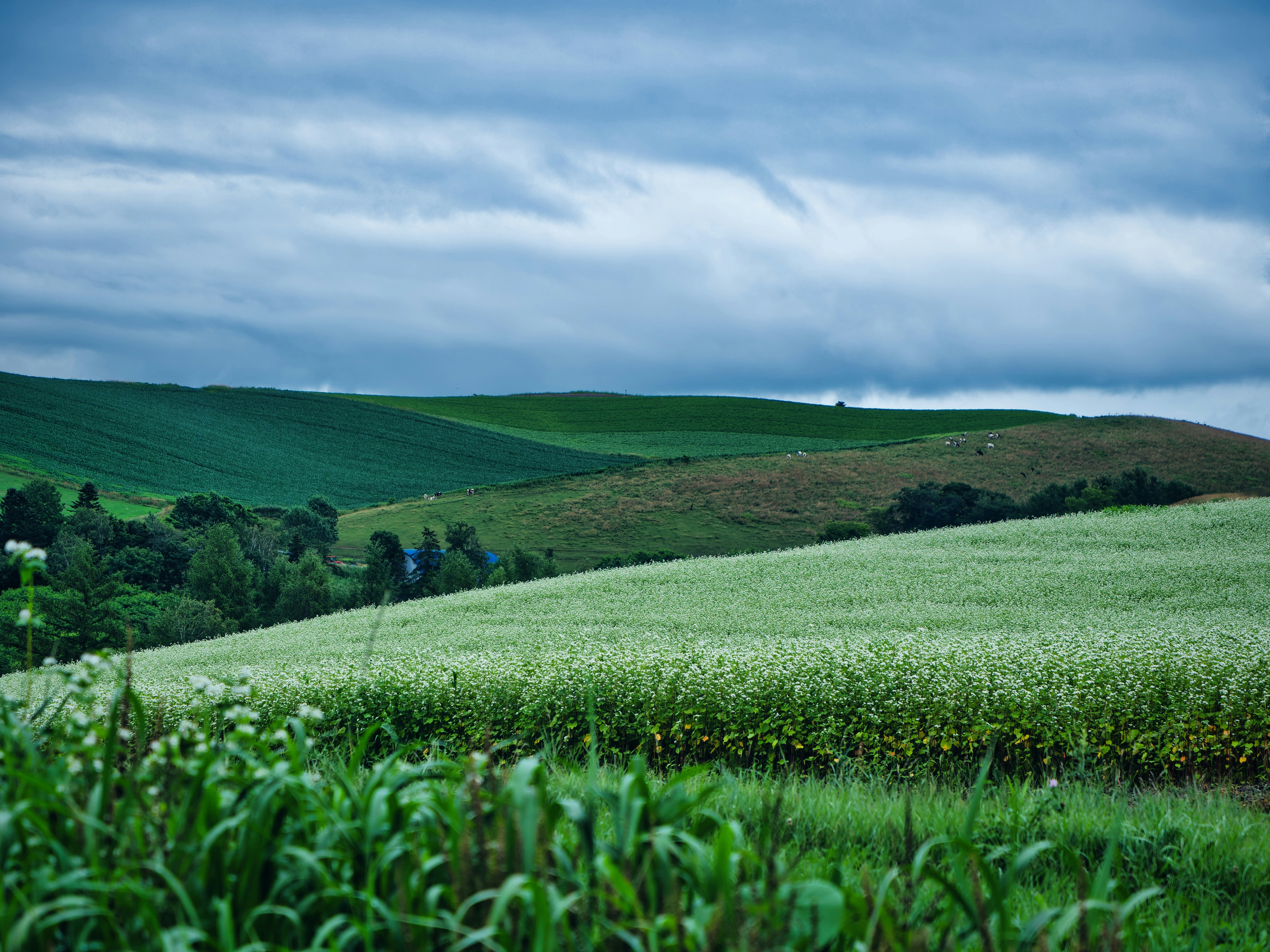 Photo by murakami1991