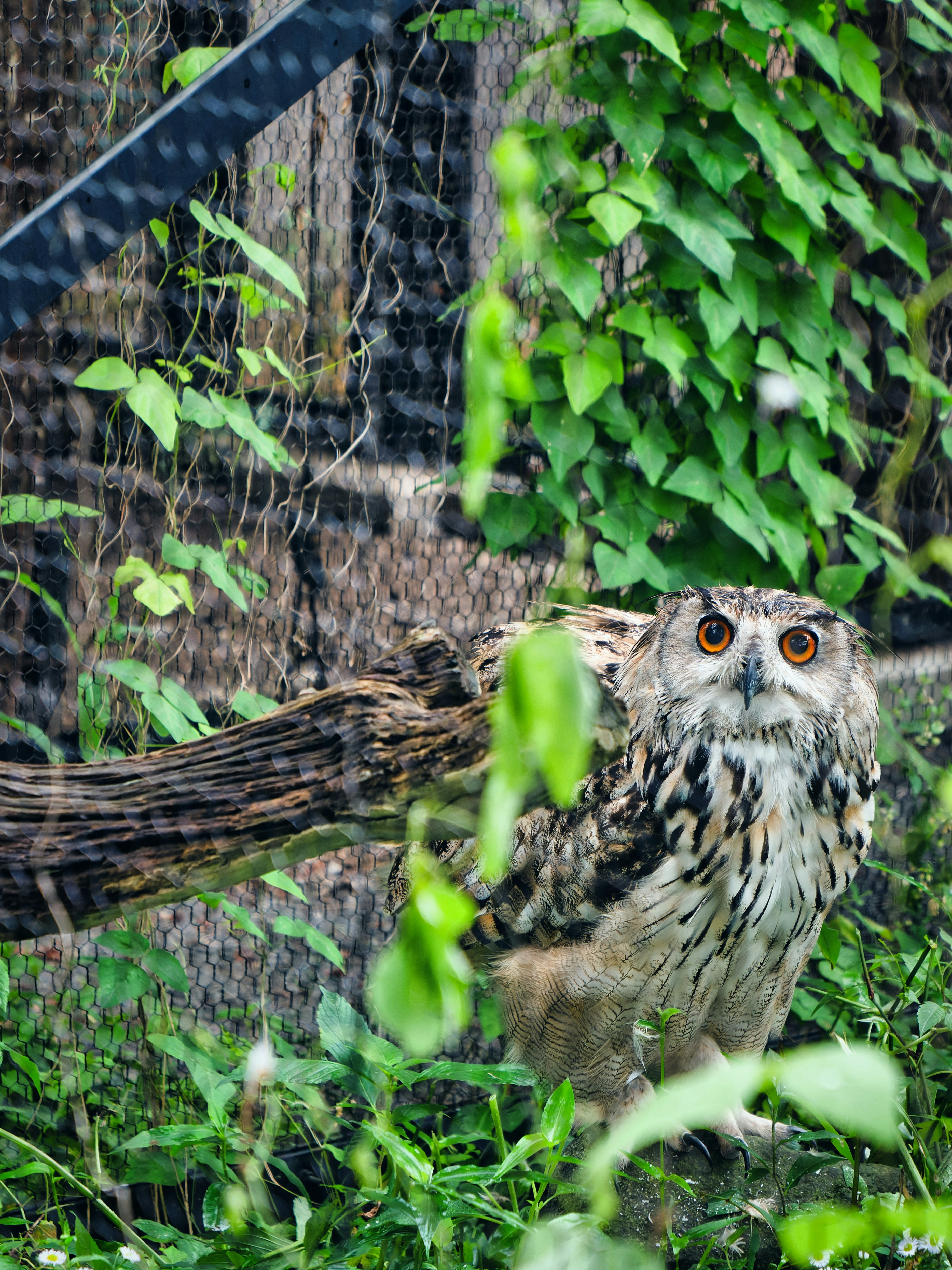 an owl on a branch