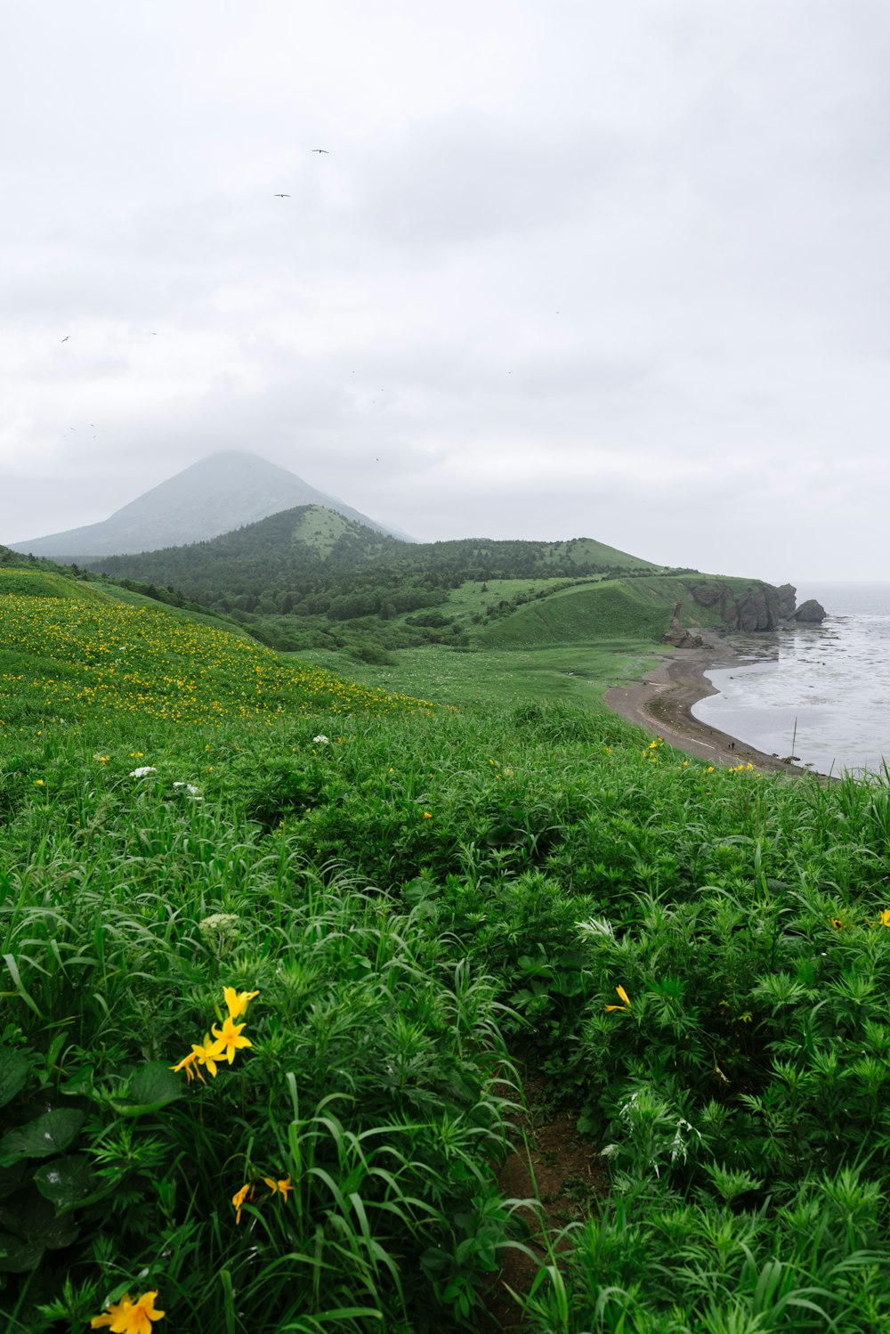 a grassy area with a body of water in the background