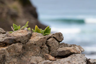 Close-up of vibrant green salicornia plants growing on rugged Gargano coastline at sunrise.