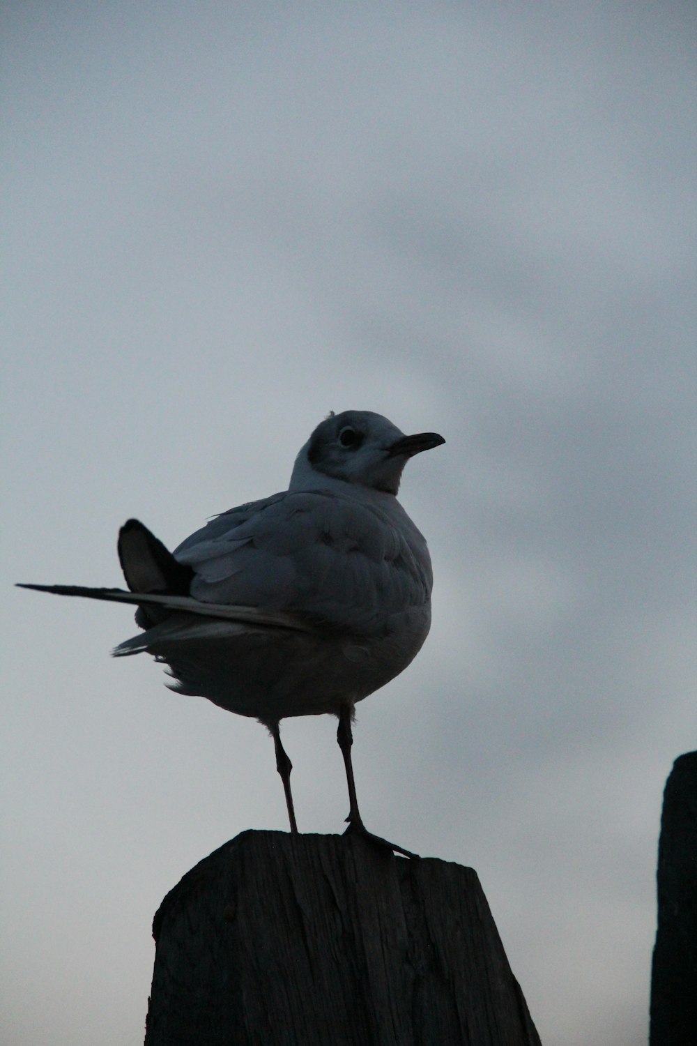 a bird standing on a wood post