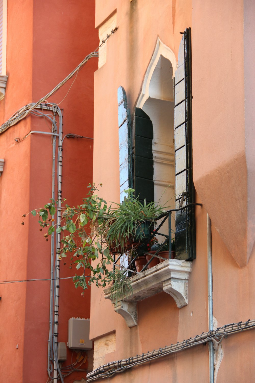 a plant in a window