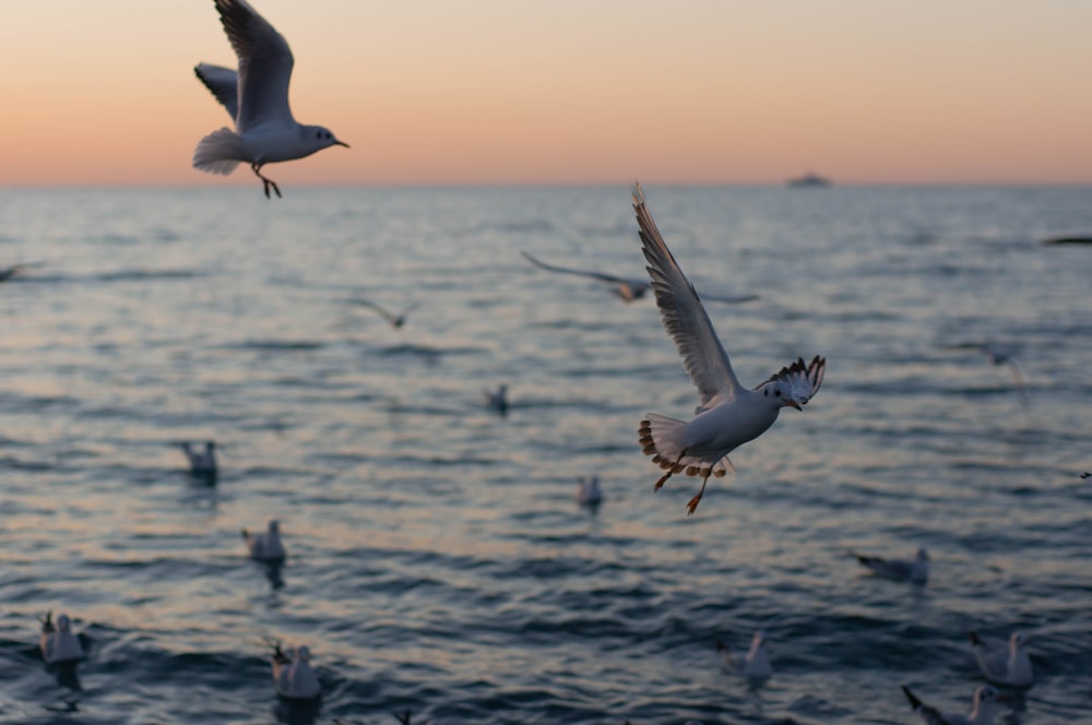 birds flying over water