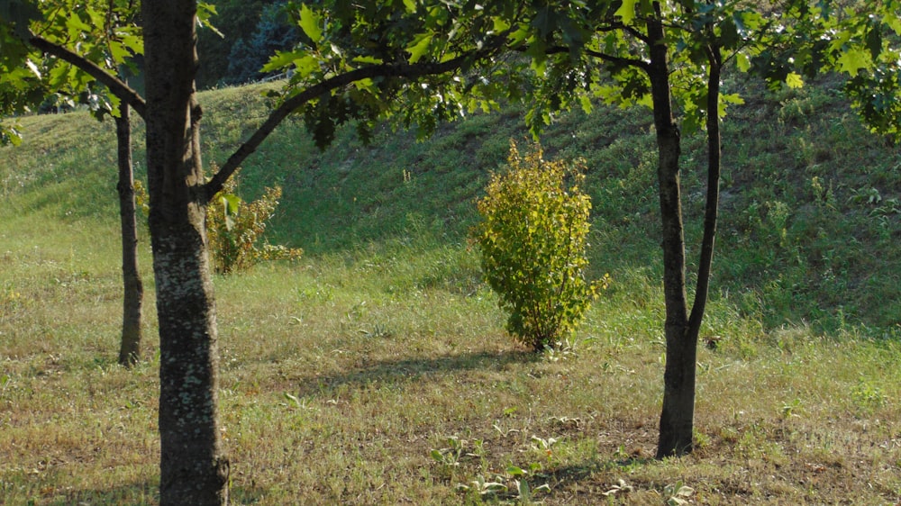 a tree in a field