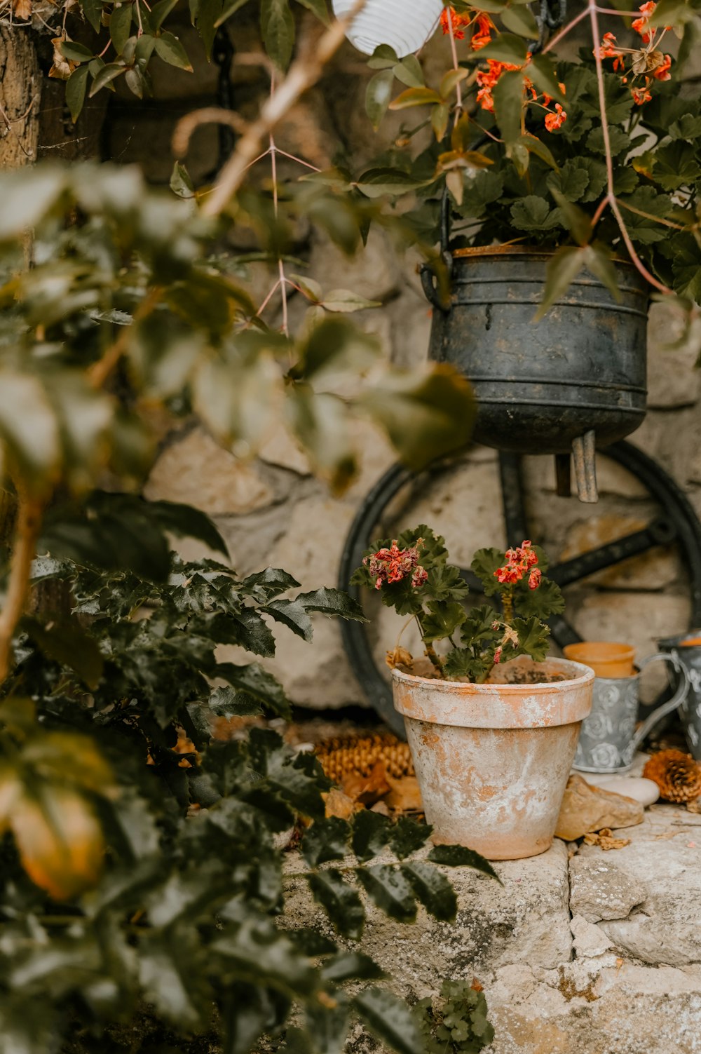 un groupe de plantes en pot