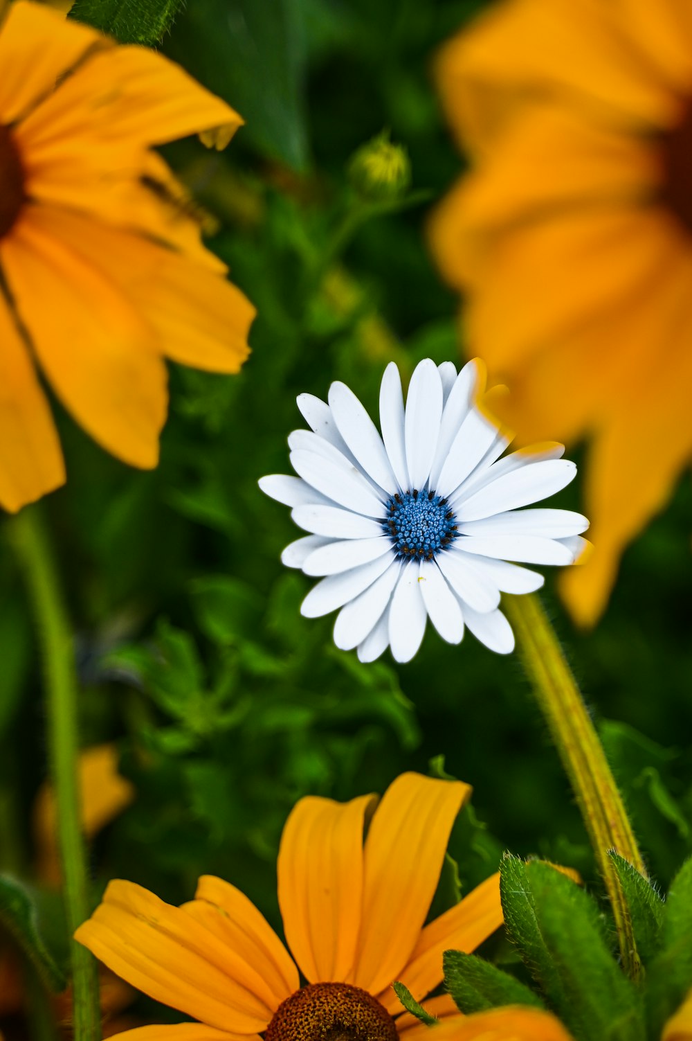 a group of flowers