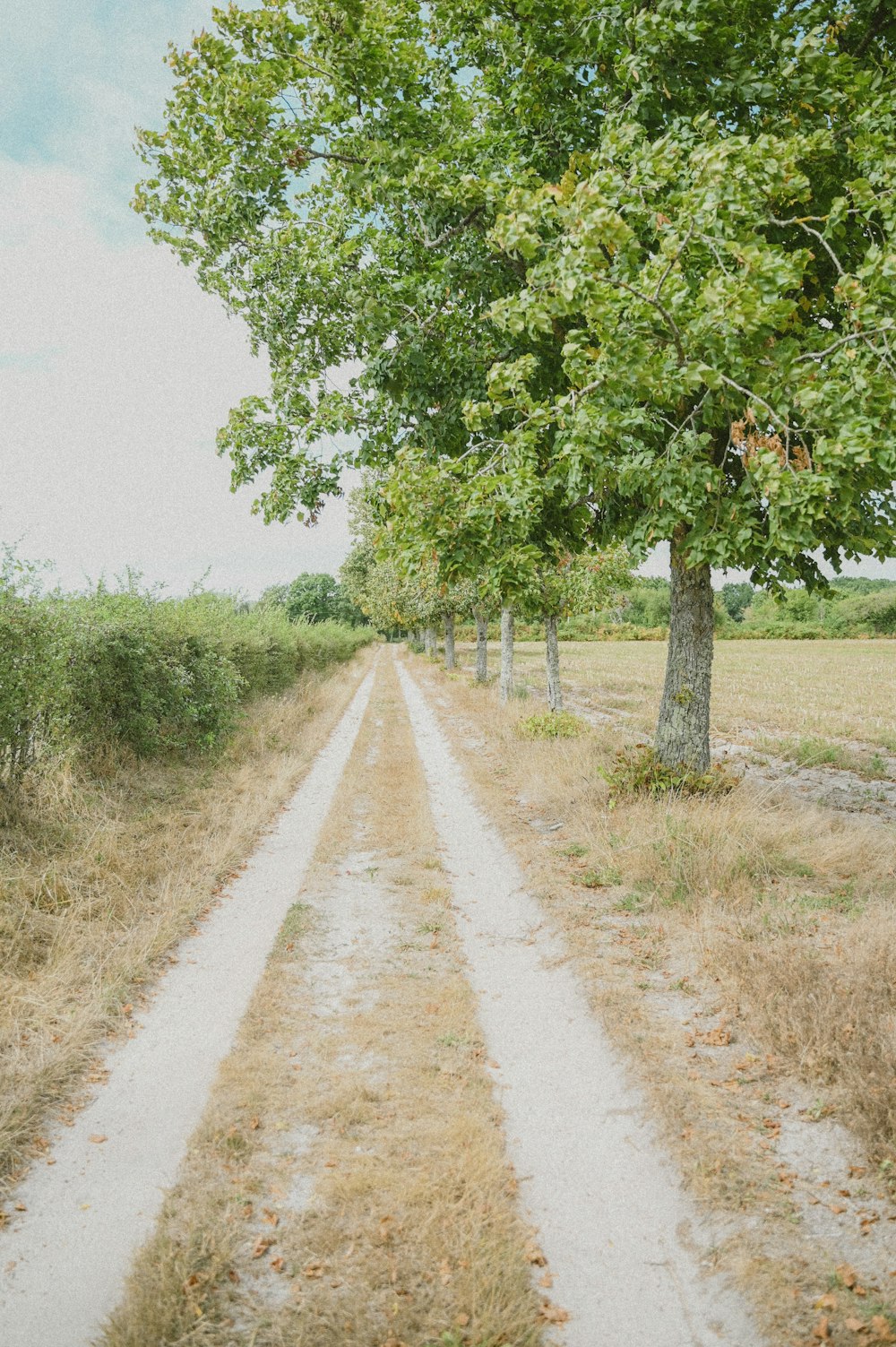 a dirt road with trees on either side of it