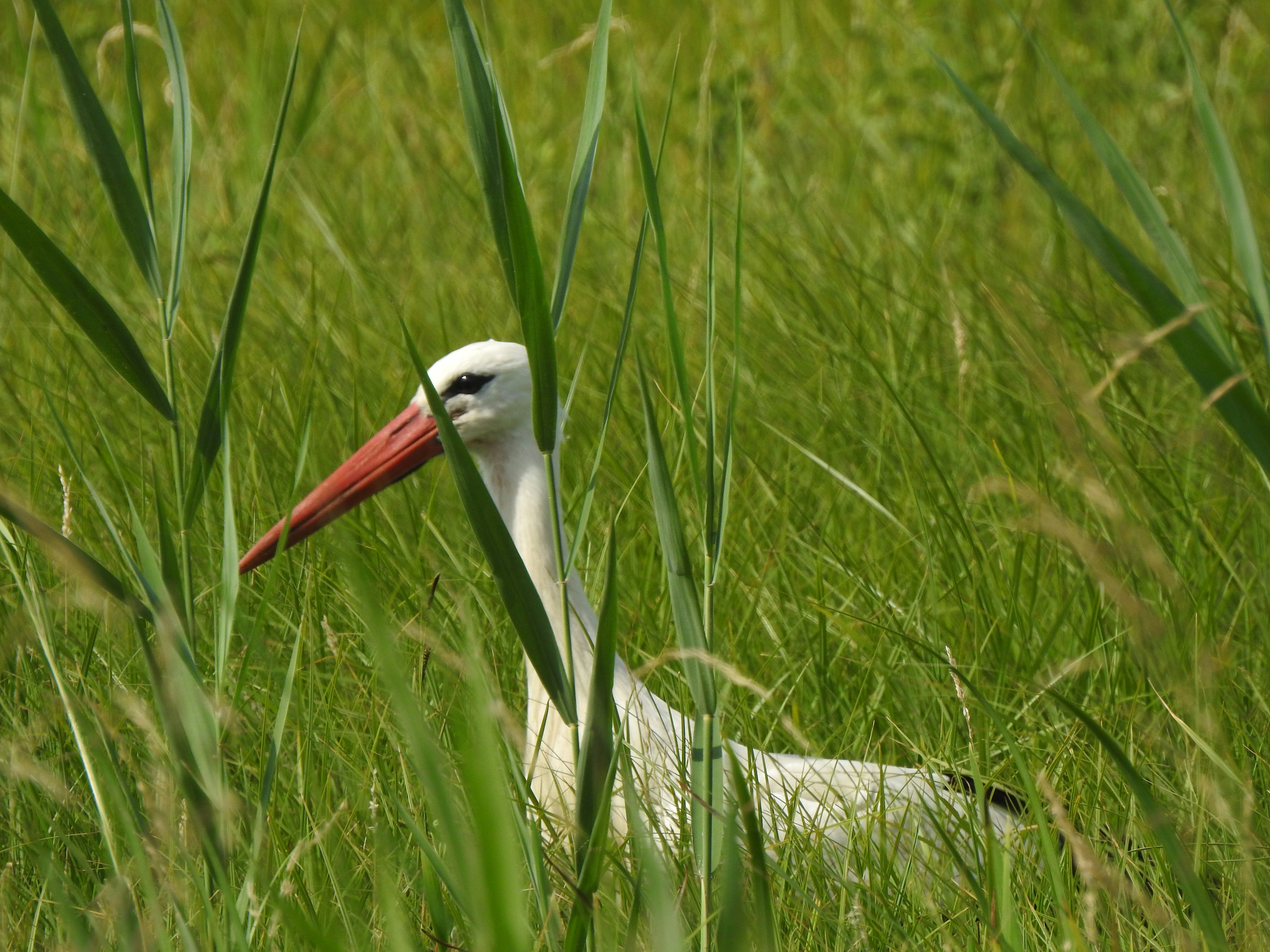 Photo by arnoldstraub