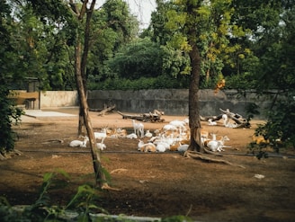 A group of deer resting in a shaded, fenced enclosure surrounded by dense greenery. The ground is covered with brown dirt, and there are a few tree trunks and logs scattered around. Large trees border the area, casting a serene and natural atmosphere.