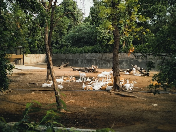 A group of deer resting in a shaded, fenced enclosure surrounded by dense greenery. The ground is covered with brown dirt, and there are a few tree trunks and logs scattered around. Large trees border the area, casting a serene and natural atmosphere.