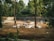 A group of deer resting in a shaded, fenced enclosure surrounded by dense greenery. The ground is covered with brown dirt, and there are a few tree trunks and logs scattered around. Large trees border the area, casting a serene and natural atmosphere.