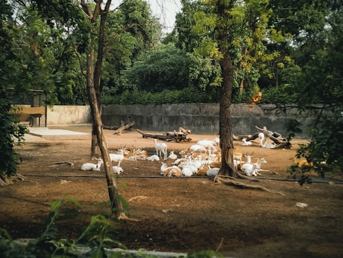 A group of deer resting in a shaded, fenced enclosure surrounded by dense greenery. The ground is covered with brown dirt, and there are a few tree trunks and logs scattered around. Large trees border the area, casting a serene and natural atmosphere.