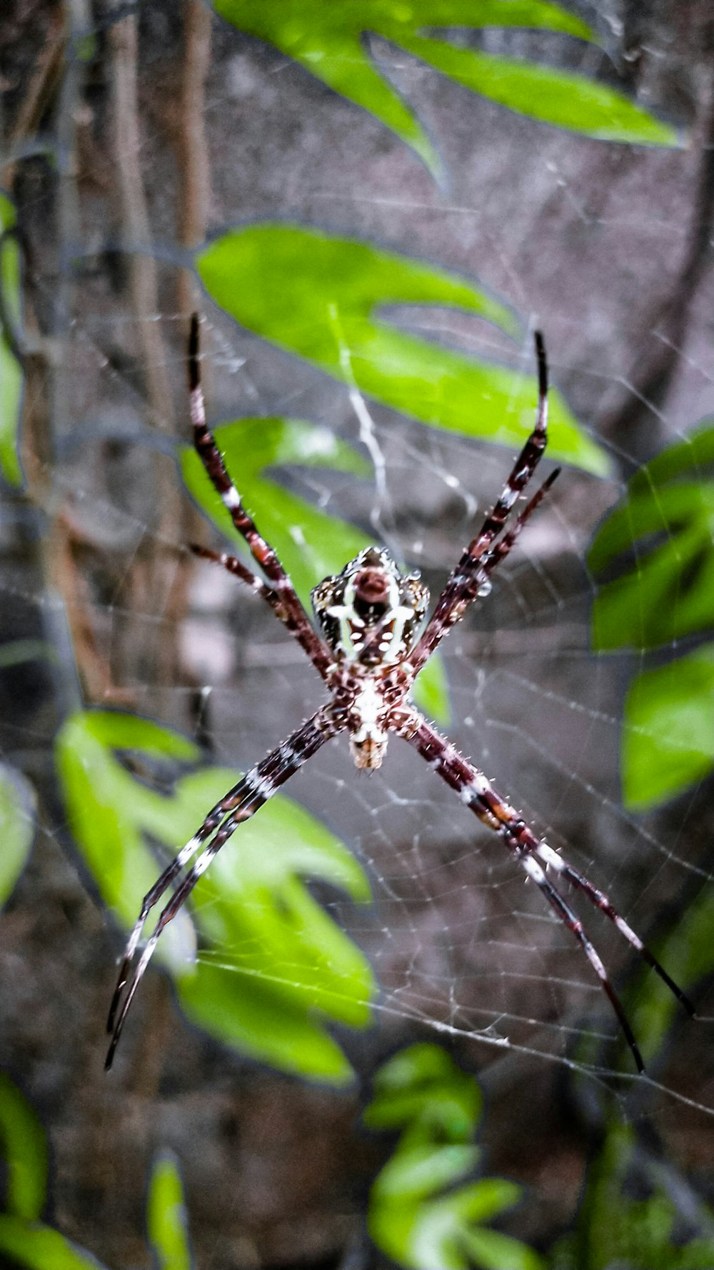 a spider on a leaf