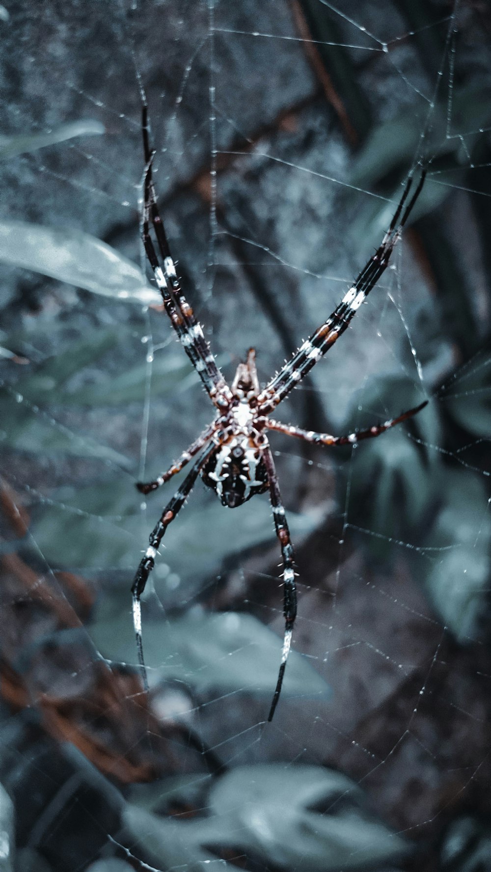 a spider on a web