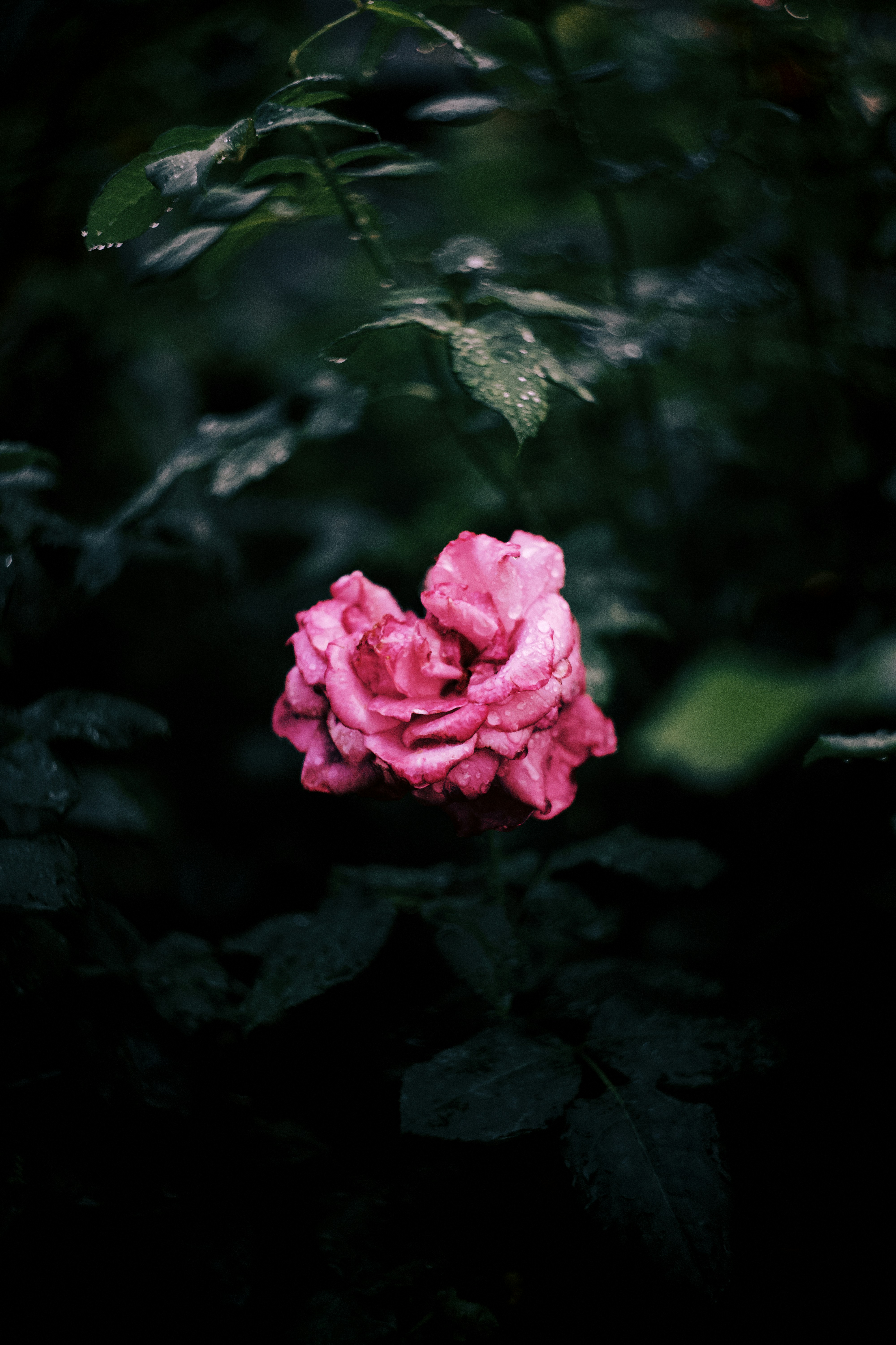 Photo by shklyaevmax