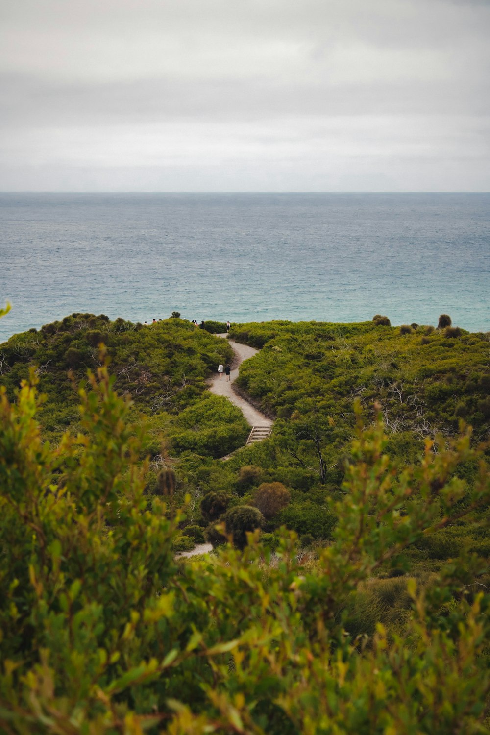 a path through a forest