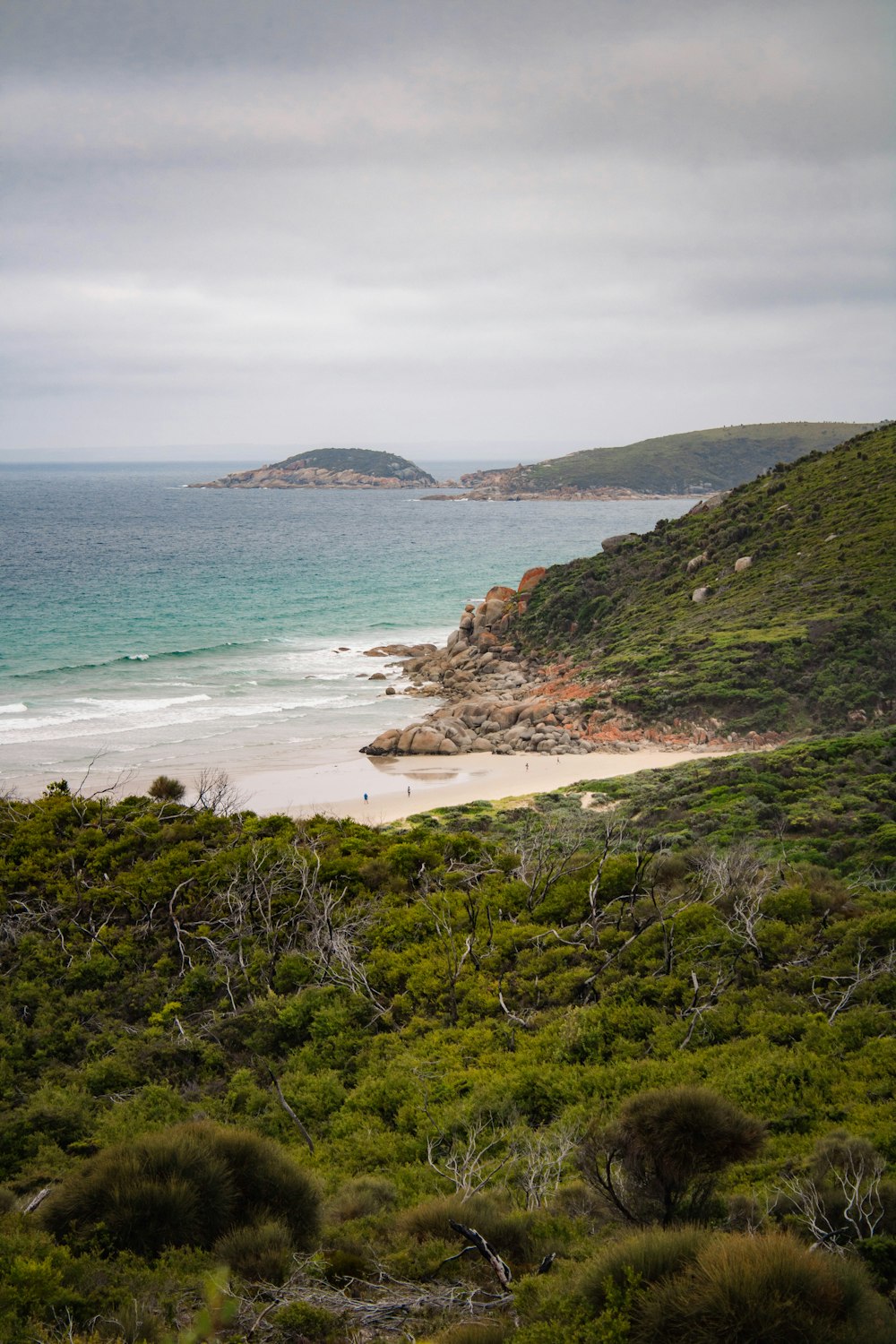 a beach with trees and a body of water