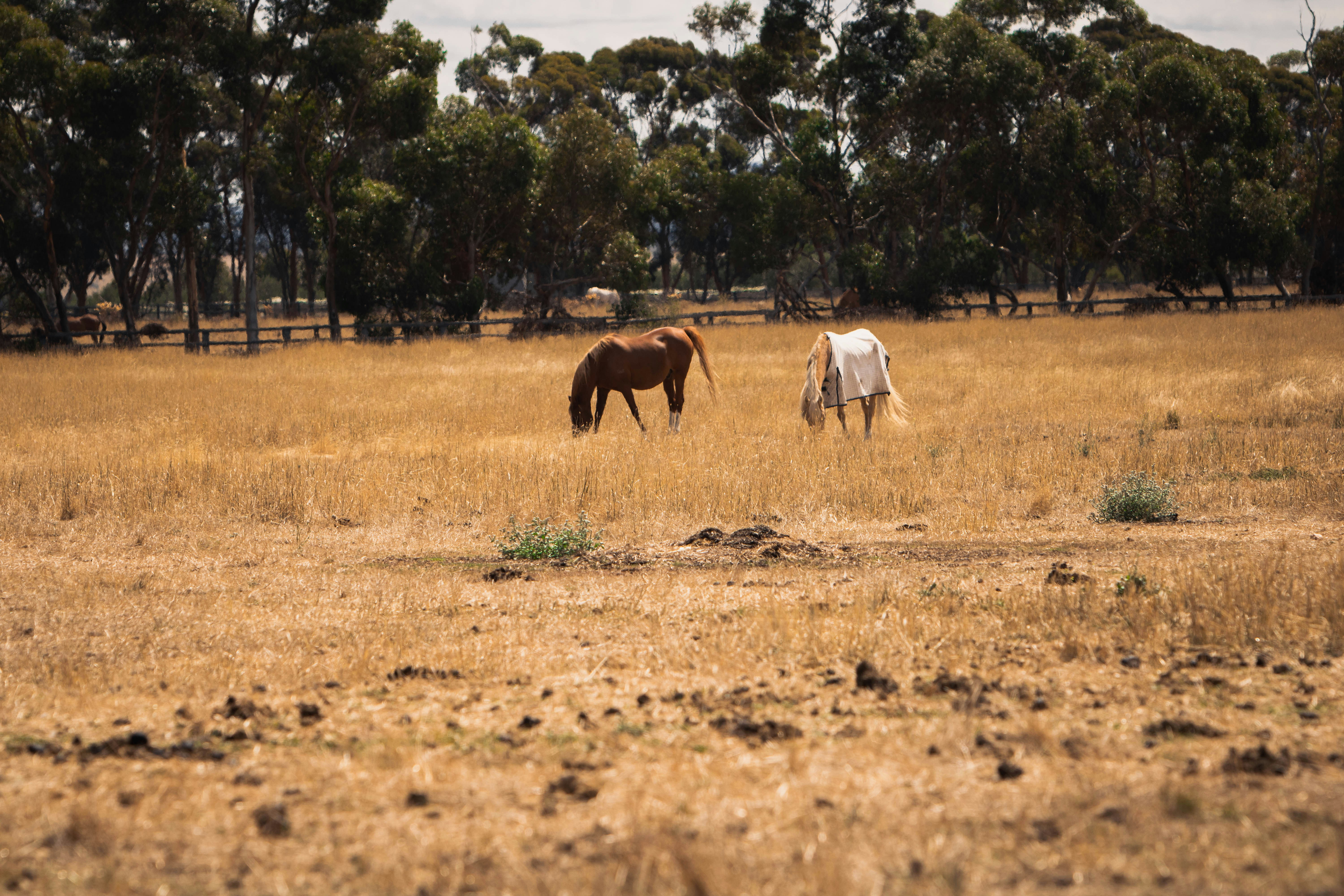 horses grazing in a field