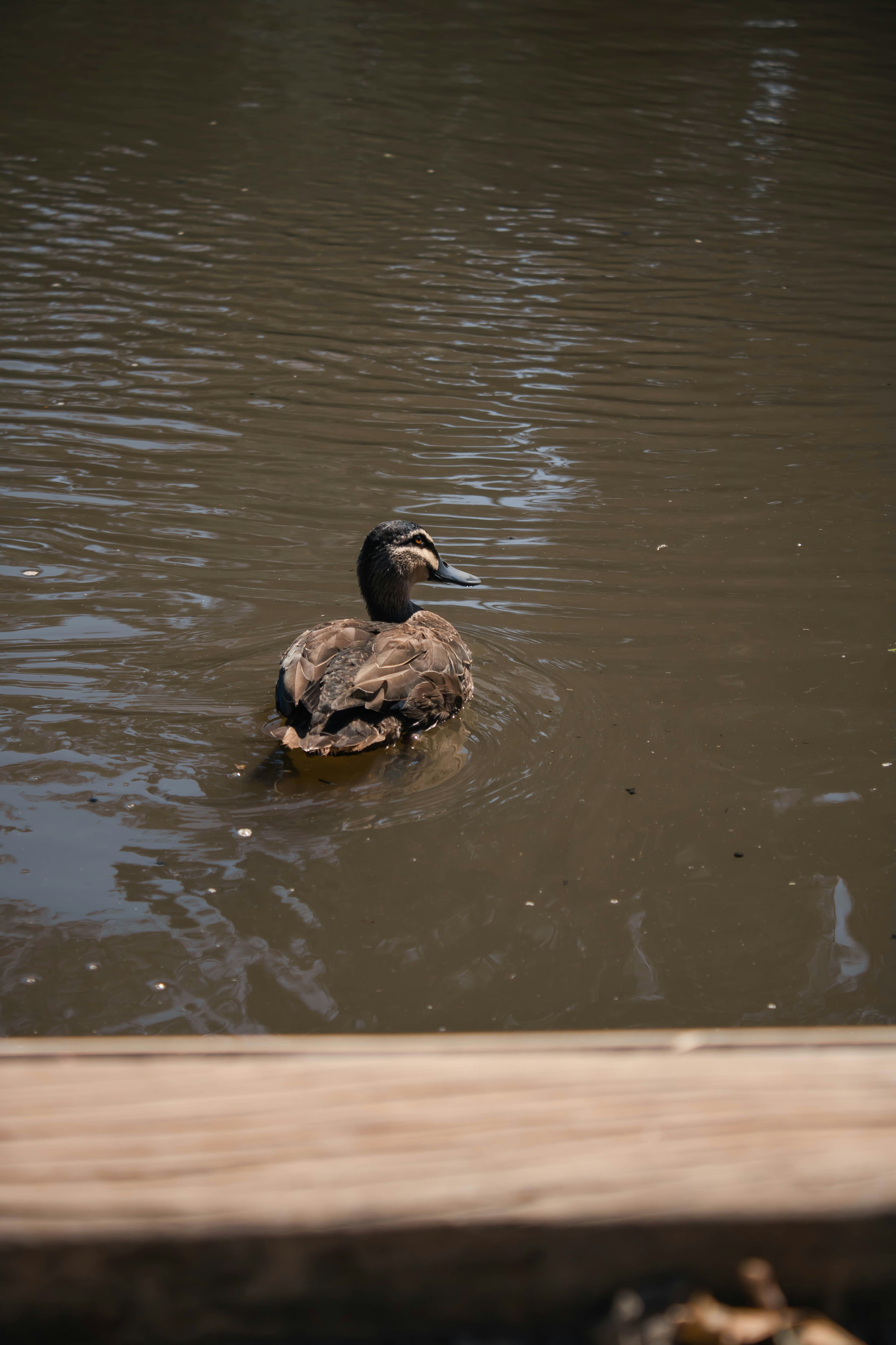 a duck swimming in water