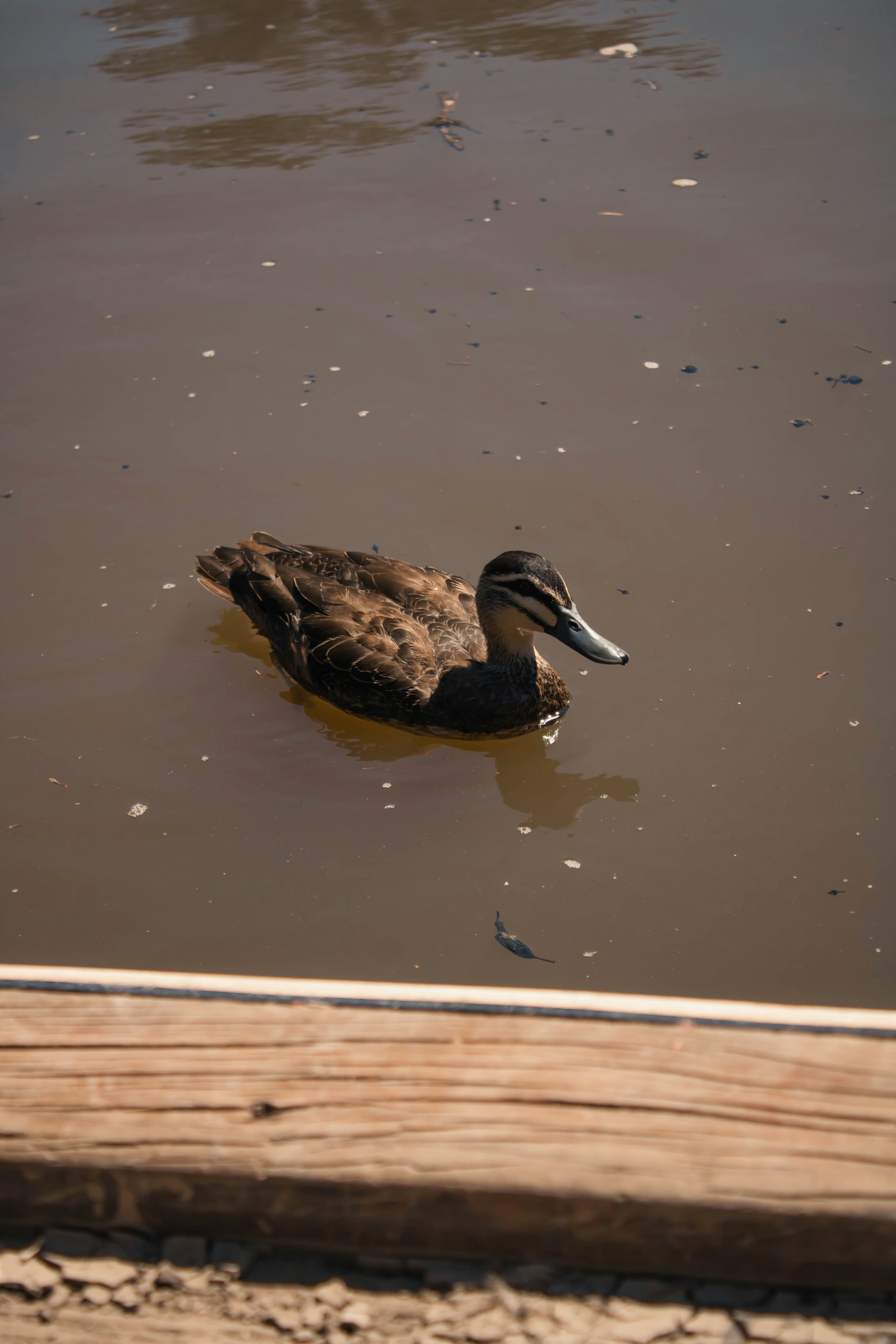 a duck swimming in water