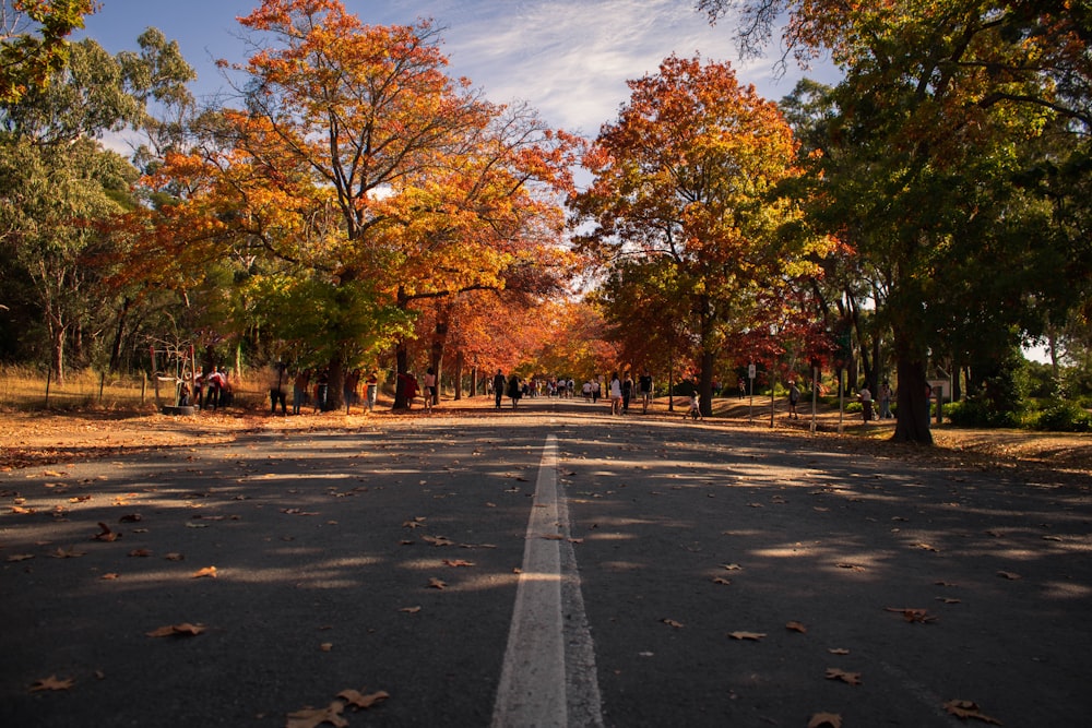 a road with trees on either side