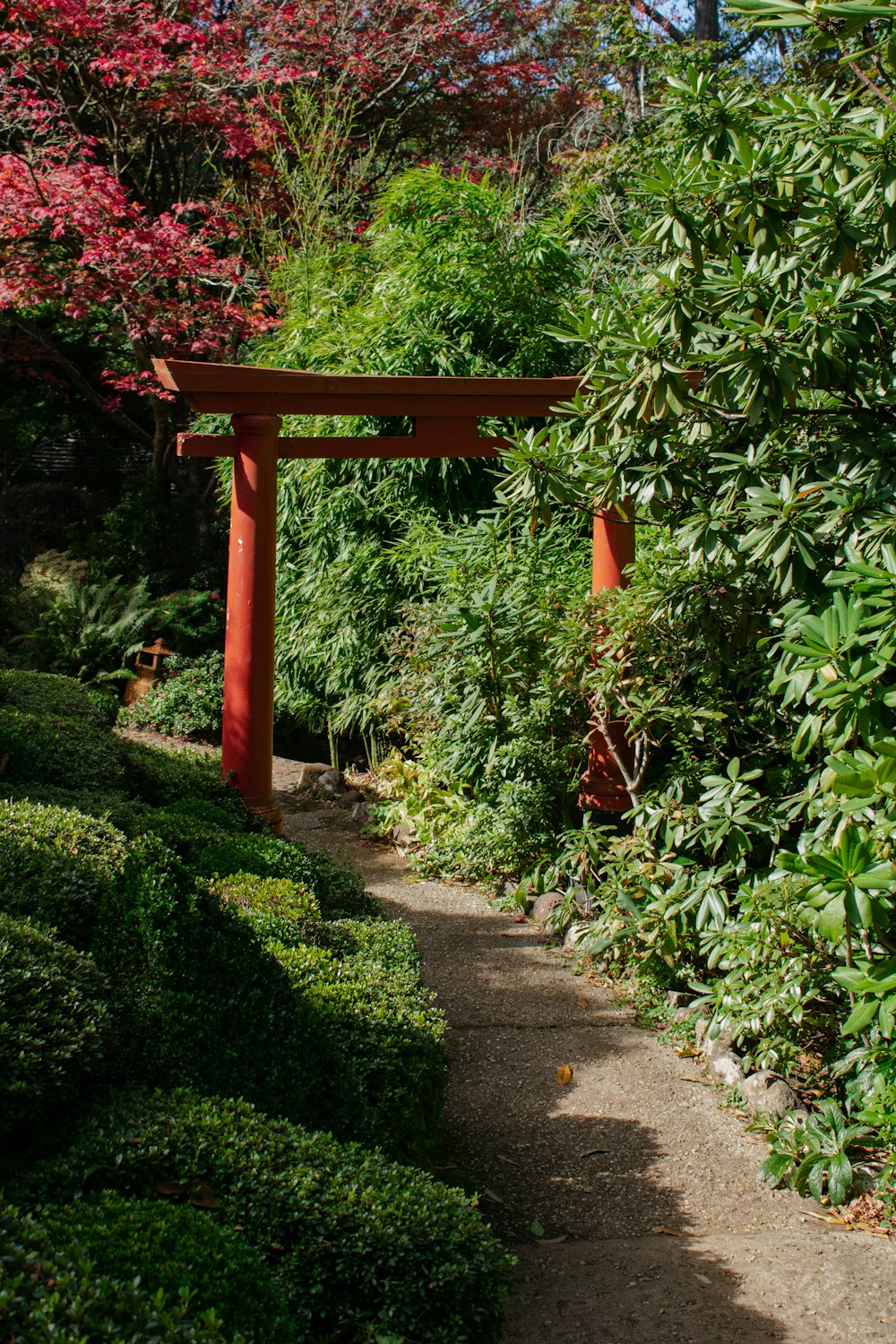 a garden with a wooden fence