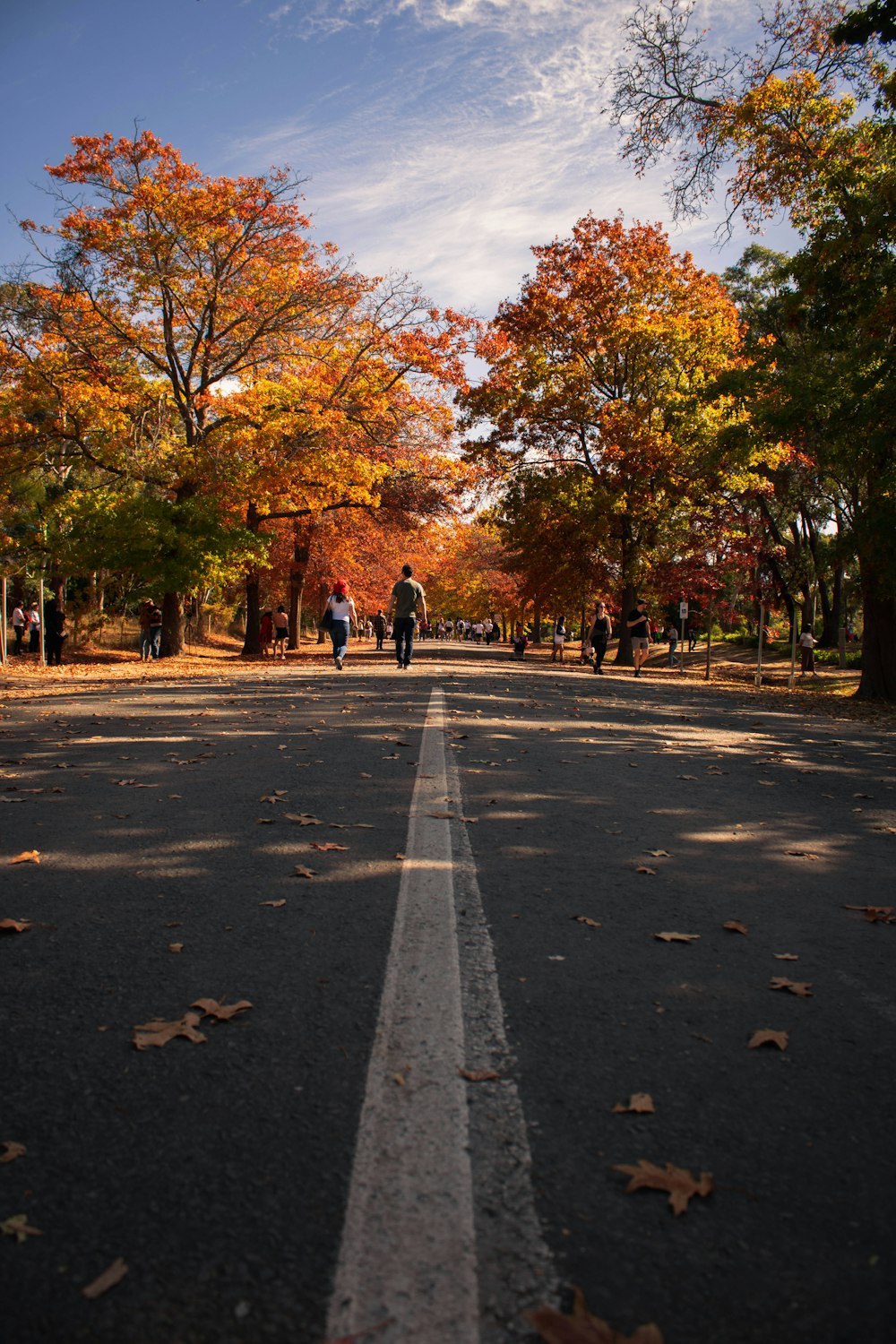 a road with trees on either side