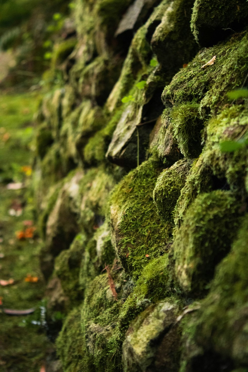 a close-up of some moss