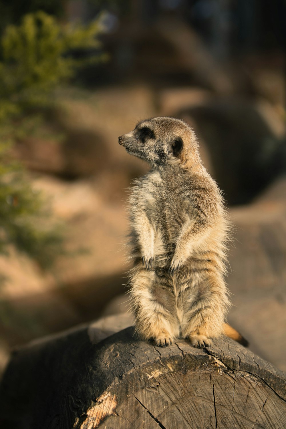 a small animal standing on a rock