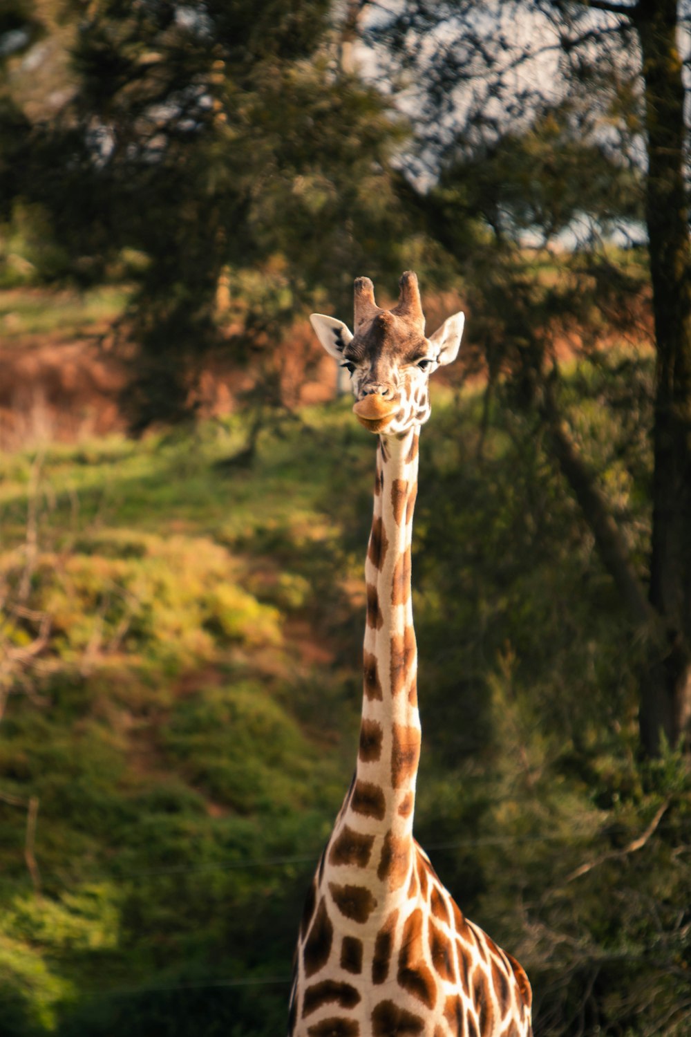 a giraffe stands in front of some trees