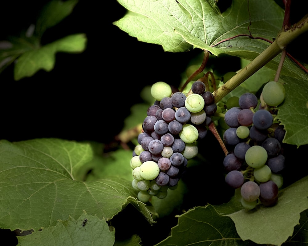 a bunch of grapes on a vine