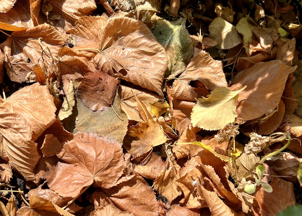 a pile of brown leaves