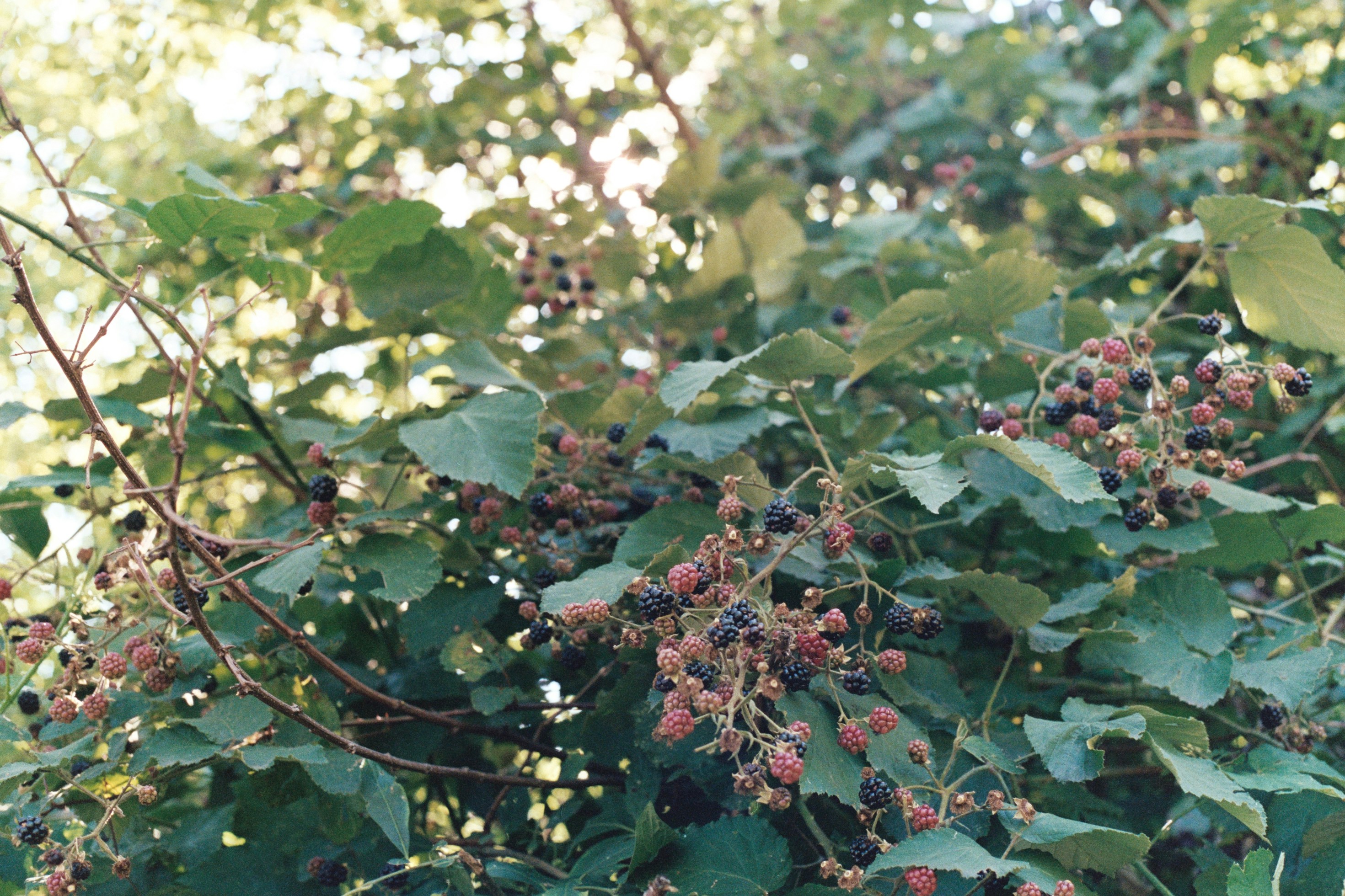 Photo by laurenceziegler